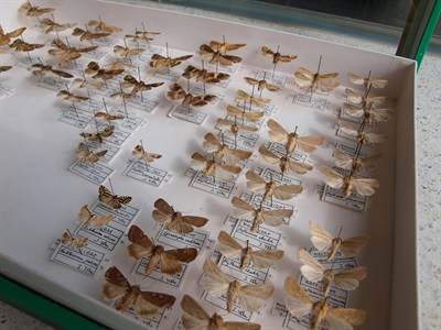 Una de les capses entomològiques de la col·lecció. 
