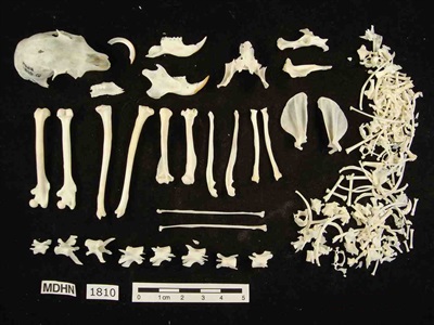 Esquelet complet d'un esquirol recollit mort  l'any 2003.