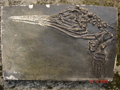 Restauració d'un model de fòssil d'ictiosaure (Col·lecció Darder). Abans i després de restaurar.-2