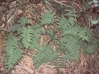 Falguera (<em>Thelypteris palustris</em>) a l'Estany de Banyoles.