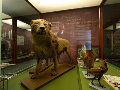 Els lleons del Parc Zoològic de Barcelona i les varietats de gallines, dos dels temes d'interès del Darder veterinari (Foto: Gontzal Largo).