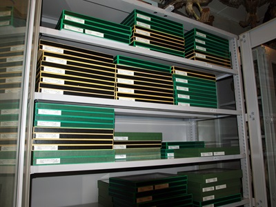 Part de les caixes entomològiques que es guarden a les sales de reserva del Museu Darder.
