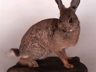 Conill dissecat comprat el 2001 pel Museu Darder.