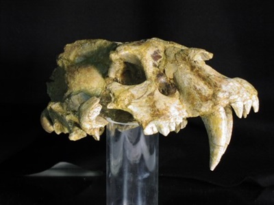Tigre amb dents de sabre d'Incarcal (Crespià). 1,3 miliions d'anys aC
